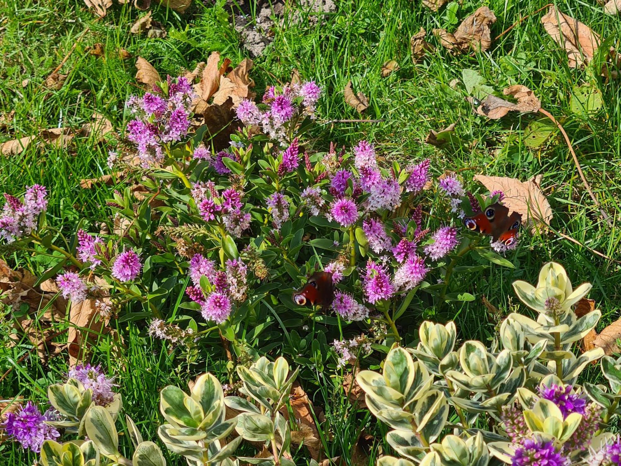 Chalet 'Como La Flor' Julianadorp Flowerfields Overview! Bagian luar foto